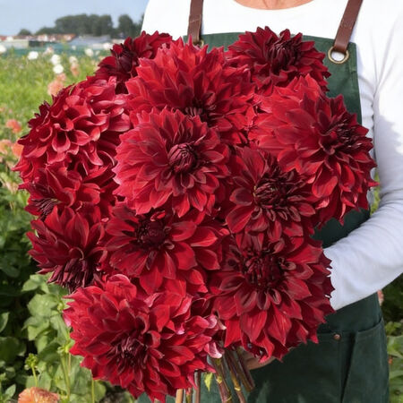 Mingus Alex, Dahlia - 2 Tubers image number null